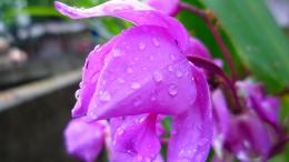 Aftertherain